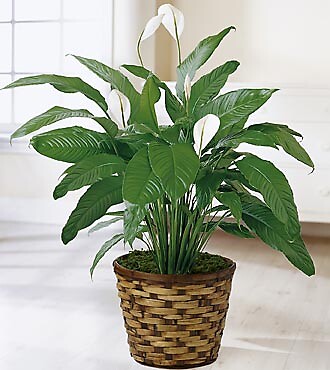 Peaceful Peace Lily