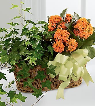 Kalanchoe &amp; Ivy Planter