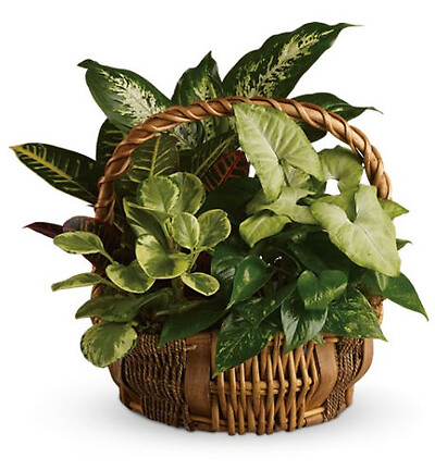 Green Garden Basket