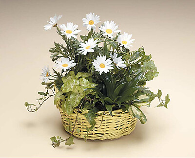 Basket of Green and Daisies